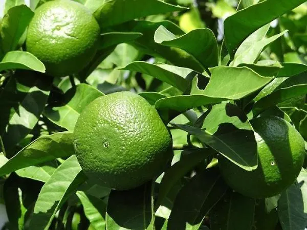 Lägenhet Seaview 3708 *